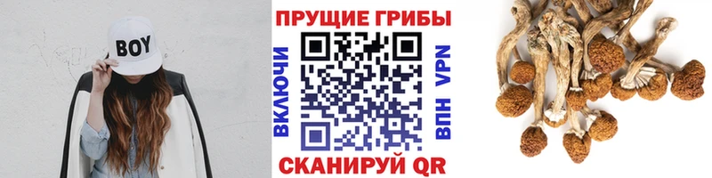 Псилоцибиновые грибы GOLDEN TEACHER  Мещовск 